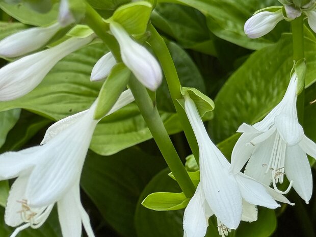 August Garden of the Month
